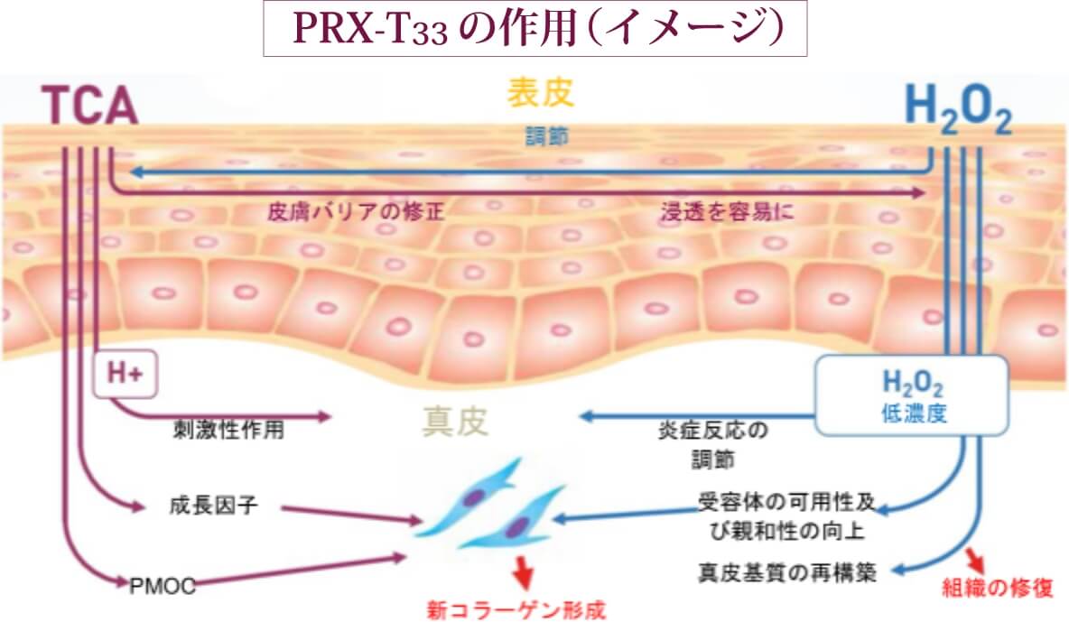 PRX-T33の作用（イメージ）