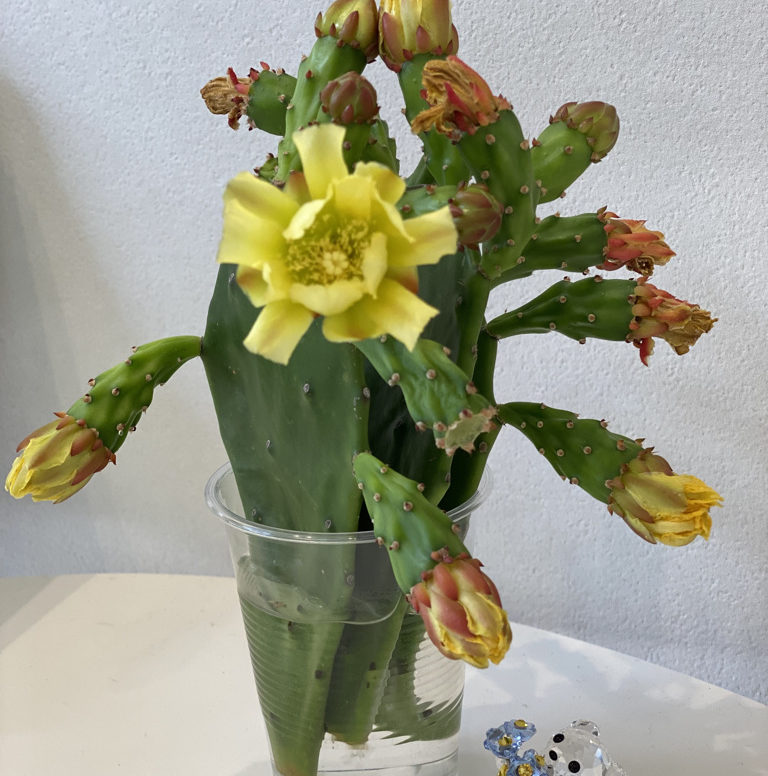 珍しいサボテンのお花をいただきました！